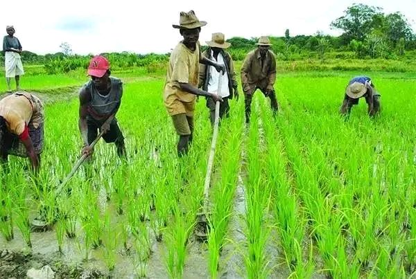 17559089627451109900458797666289 La vision agricole du Maréchal Mahamat Idriss Deby Itno  vise à faire de l’agriculture un levier de souveraineté alimentaire, de diversification économique et de développement industriel pour le Tchad.